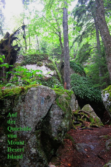 Schon mal Huckleberries probiert? Wachsen hier massig.