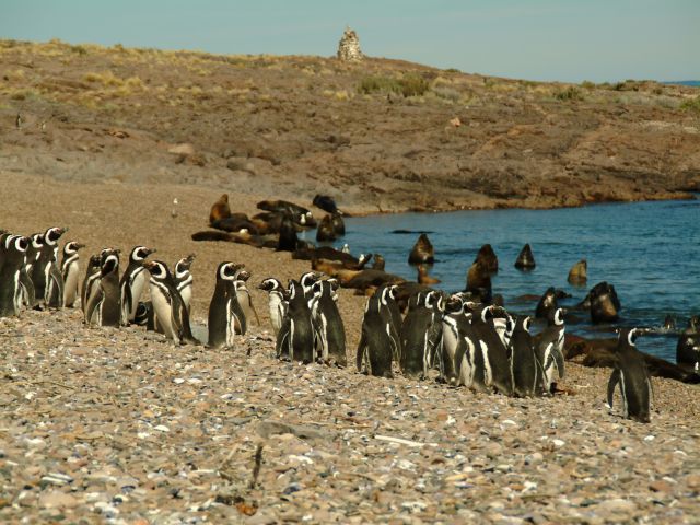 Fracktrger-Meeting auf Isla Leones