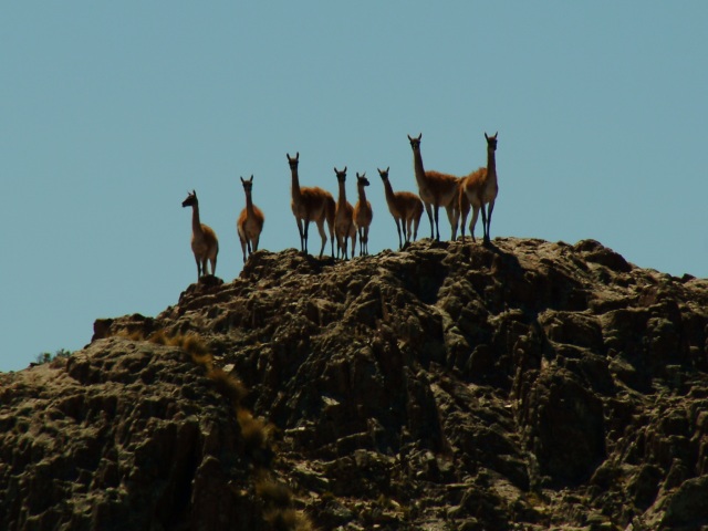 Guanacos - immer auf der Hut