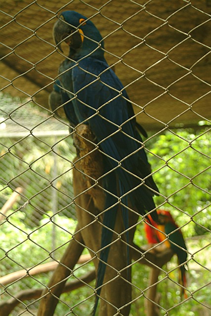 Arara azul, soll der grsste Papagei der Welt sein