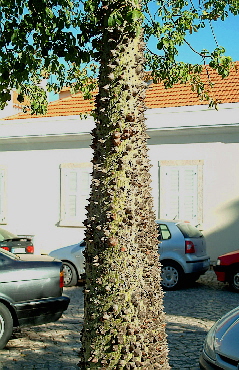 Baum mit Dornen?