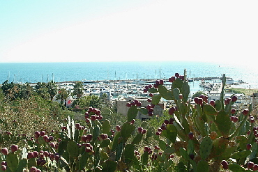 Blick auf die Marina Sidi Bou Said