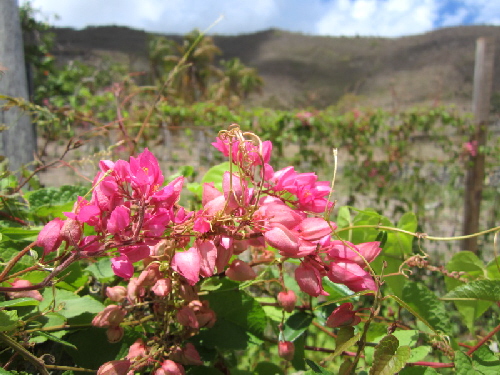 Hinter den sieben Bergen, ...
