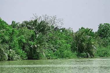 Ueppige Vegetation an beiden Seiten des Gambia-River