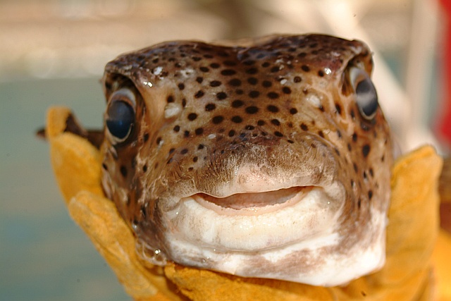 darf nicht in die Pfanne - Igelfisch ganz entspannt (sonst doppelt so gross)