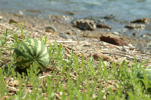 04.09. Melonen am Strand