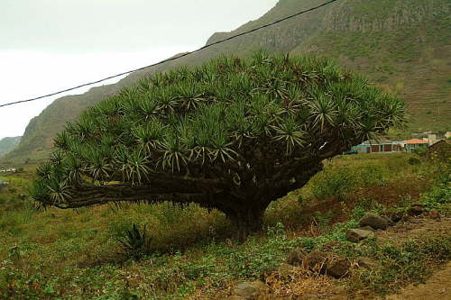 07.04. Riesiger Drachenbaum