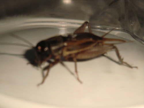 07.03.Kleine Gute-Nacht-Musik