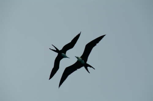 07.11. Fregattv�gel