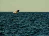 10.10. Springender Glattwal