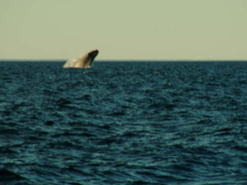 10.10. Springender Glattwal