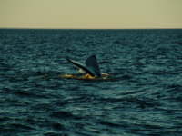 10.10. Beim Abtauchen