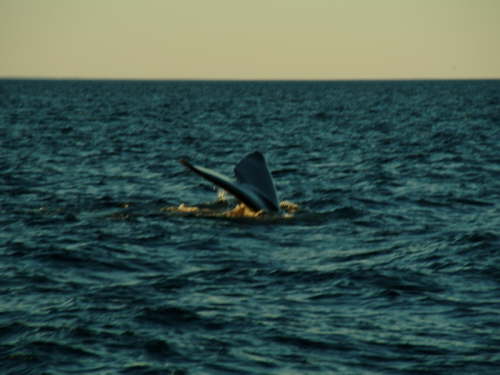 10.10. Beim Abtauchen