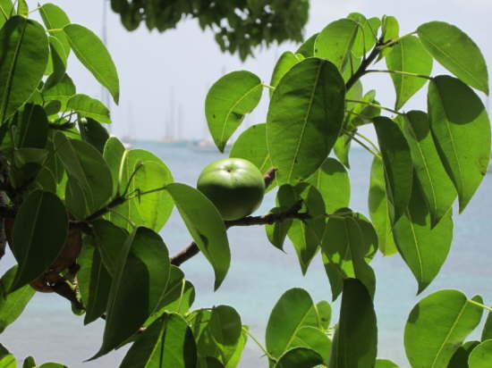 11.6.Manchineel appletree