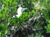 11.Tlpelnest in den Mangroven