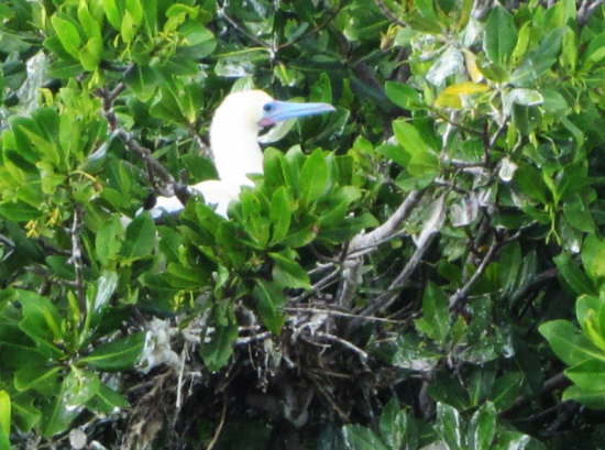 11.T�lpelnest in den Mangroven