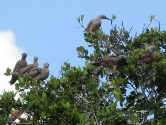 11.Rotfu�t�lpel en masse