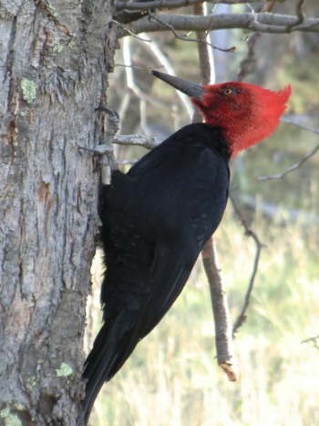 14.5.Magellan-Specht