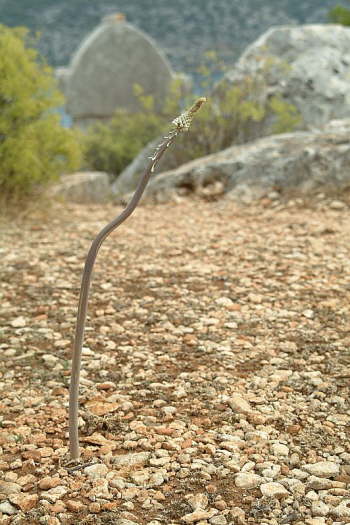 15.09. Blumenbild des Monats