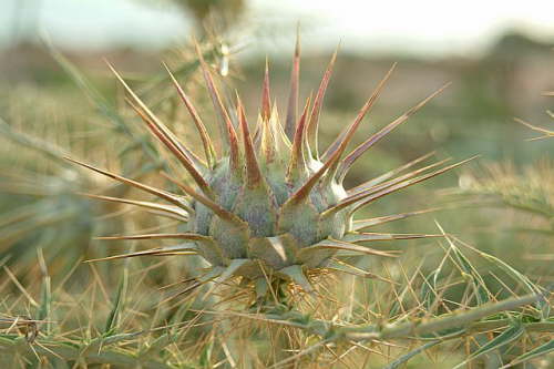 15.05. Stachlige Schoenheit