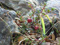 14.5.Blumenbild? Beerenbild!