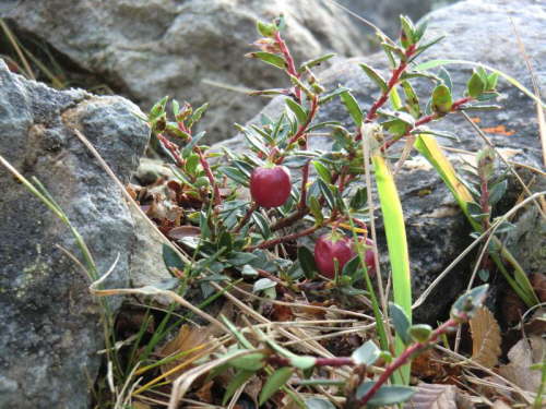 14.5.Blumenbild? Beerenbild!