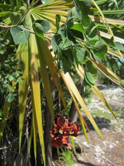 16.Auf Cayo Cantiles