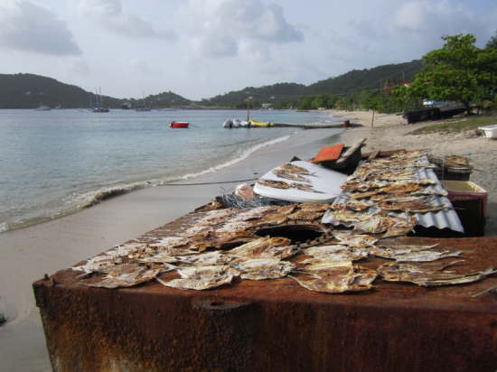 17.6.Sonne+Salz=D�rrfisch