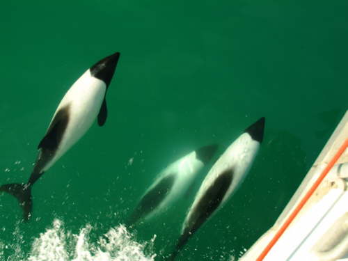 17.10. Commerson-Delfine