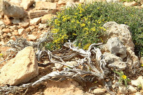 17.05. Comino-Wanderung