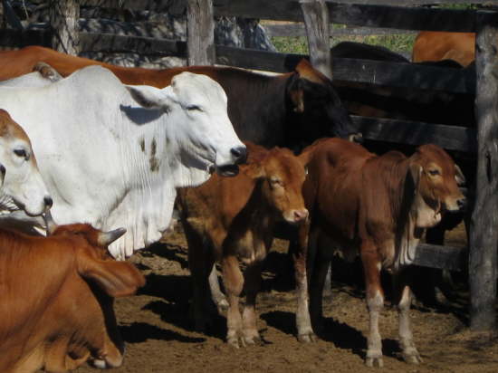 17.7.Mama Muh mit K�lbchen