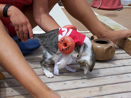 19.05. Sicherheit fuer's Katzenkind