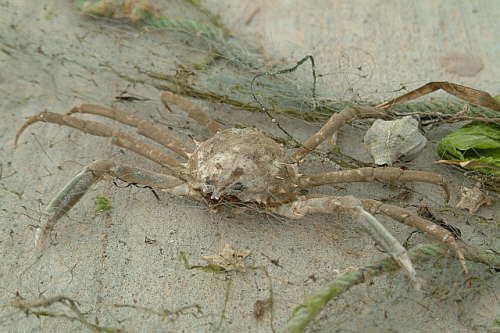 19.04. Ungeliebter Beifang