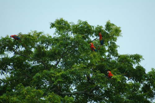 1.1.Baum voller Araras