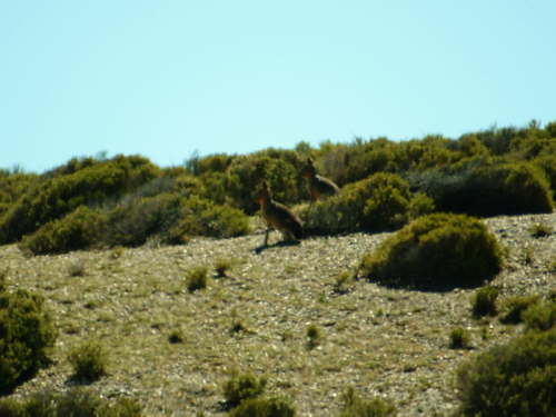 20.10. Hasen, oder was sind das?