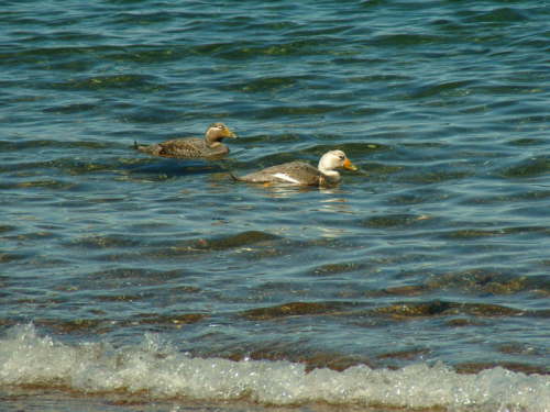 20.10. Nichtfliegende Dampfschiffenten