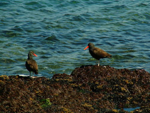 20.10. Ostrero Negro