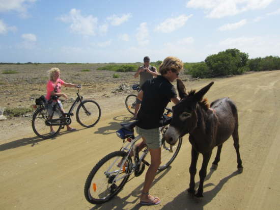 21.Der scheint mit �nem Kaktus kollidiert zu sein