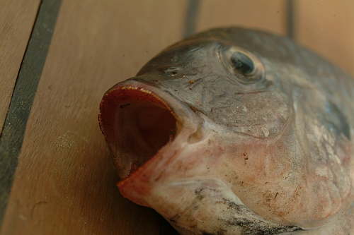 22.01. Heut gibt's Fisch