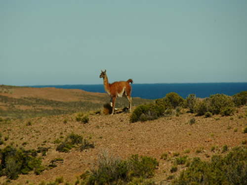 22.10. Guanaco