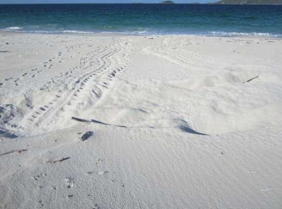 22.9.Schildkr�tenspuren