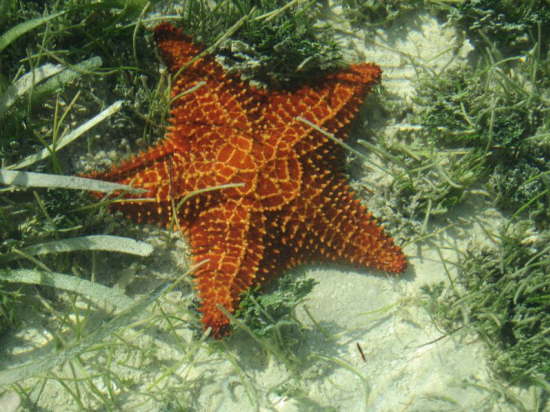 22.Geht auch harmloser - Seestern