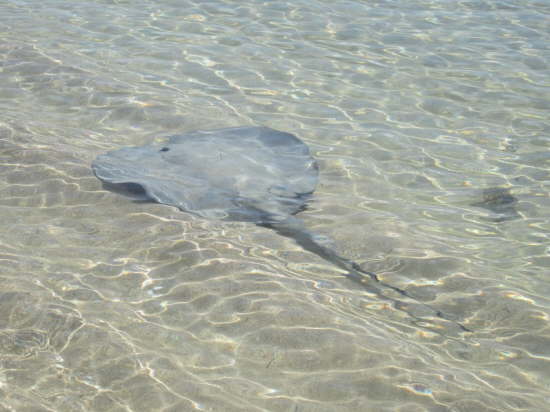 22.Stachelrochen in knietiefem Wasser