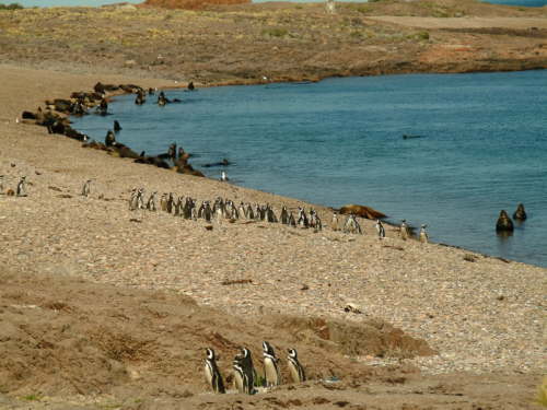23.10. Endlich Pinguine!