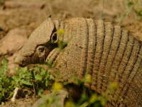 23.10. Armadillo - Grteltier