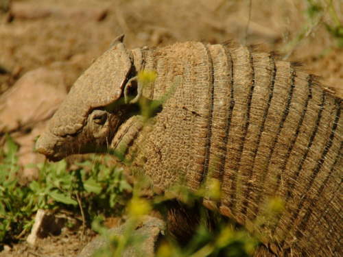 23.10. Armadillo - G�rteltier