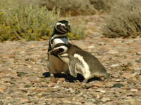 23.10. Pinguinkuscheln