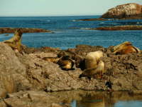 23.10. berall liegen die Faulis