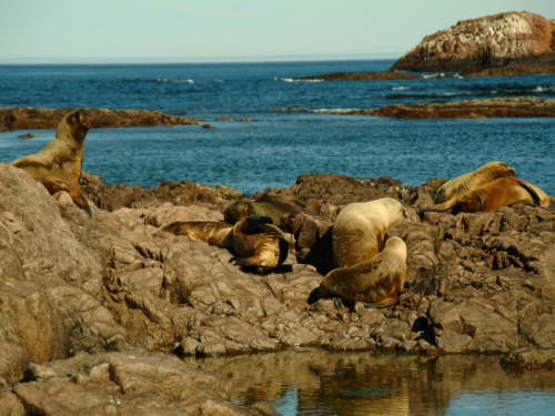 23.10. �berall liegen die Faulis