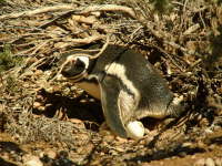 23.10. berall wird gebrtet
